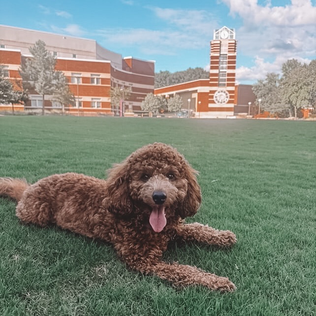\ud83d\udc3e Meet Halo, Our Pet of the Month \ud83d\udc3e\n\nThis SWEET Golden Doodle has been one of our paw-fect residents for just over a year now. And since then, he's stolen everyone's hearts here at the Jolly. \ud83d\udc9b\n\nHis days are filled with salmon-flavored snacks and snuggling with his favorite stuffed bear. \ud83e\uddf8 We're so lucky to have Halo as part of our community! \ud83d\udc3e\n\n