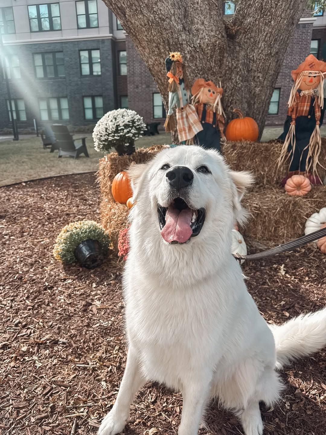 \ud83d\udc36 Happy 1st Birthday to this furry resident! Here's to many more tail-wagging adventures ahead! \ud83d\udc3e \n\u2b07\ufe0fShare your best birthday wishes and Help us make this birthday pawsitively amazing! \ud83e\udd73\n\n