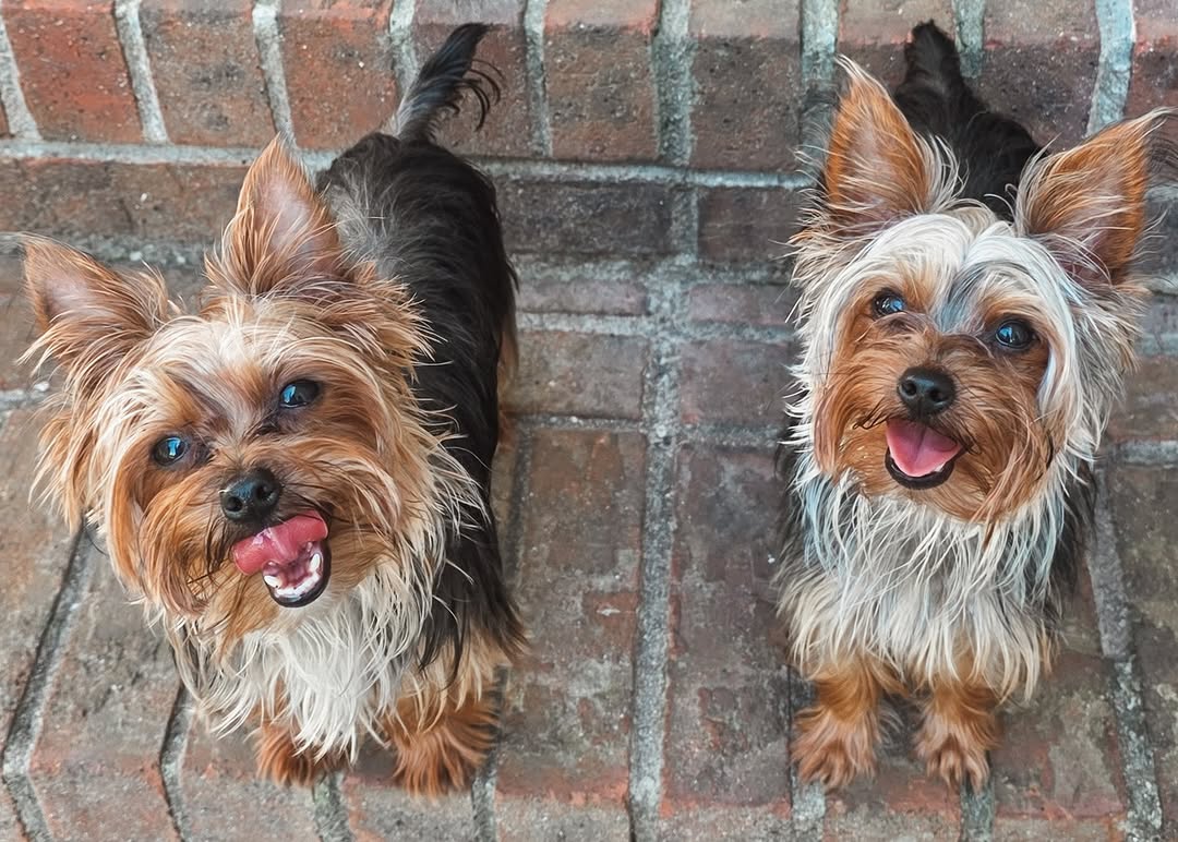 Meet Mia & Gia \ud83e\udd29\nWe \ud83d\udc9c our Fur Residents! \n\ud83d\udcf2DM us your pics to be featured!\n\n