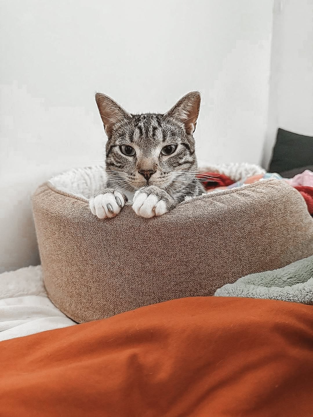 We \ud83d\udc9c our furry residents!\ud83e\udd79\n\u2b07\ufe0fWhat's your fur baby's name? \u2b07\ufe0f\n\n